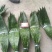 【推荐】大铜钱花粽叶！粽叶大量上市产地实发