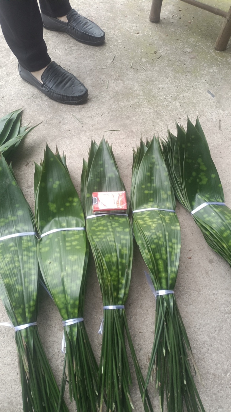 【推荐】大铜钱花粽叶！粽叶大量上市产地实发