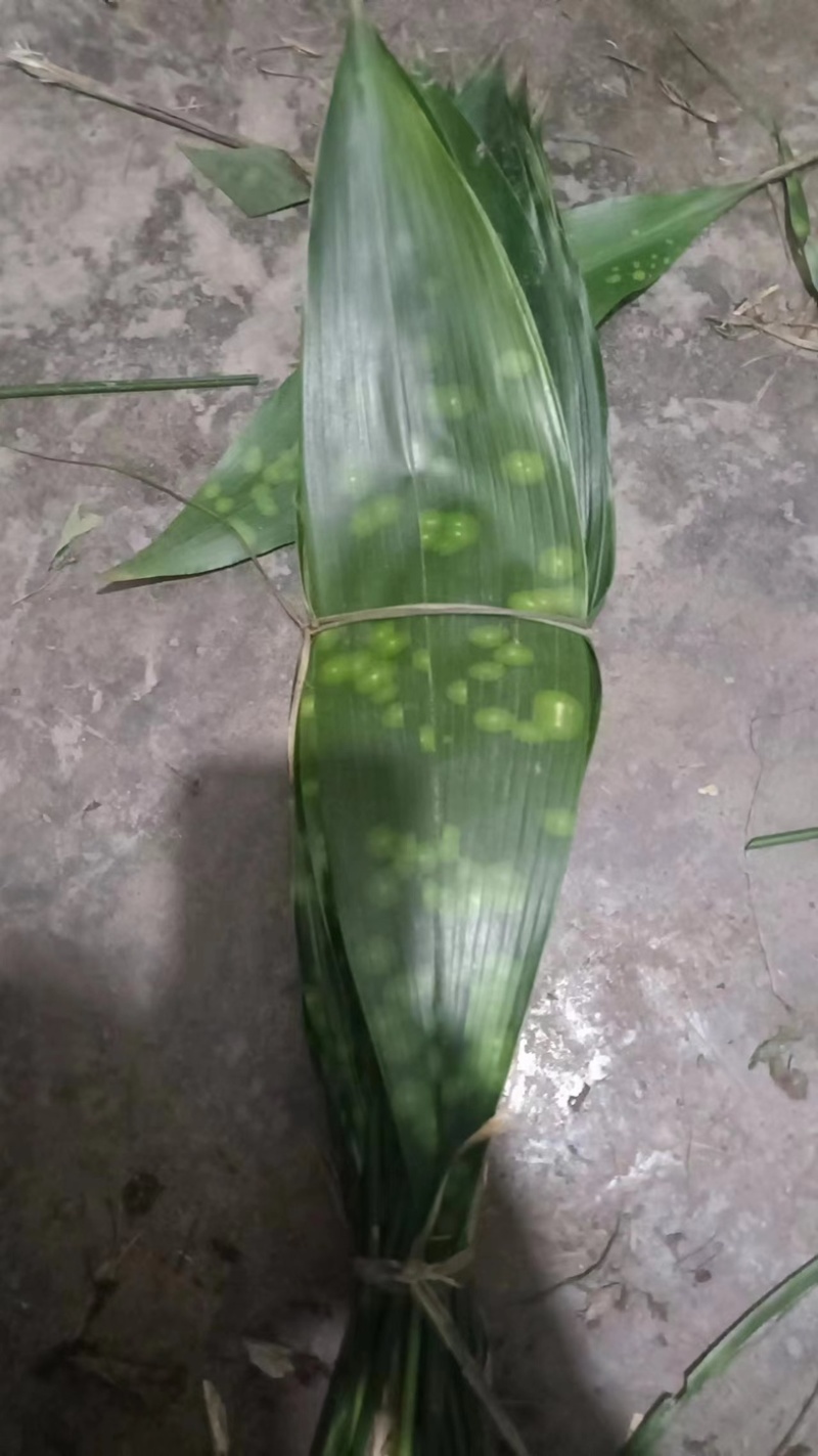 【推荐】大铜钱花粽叶！粽叶大量上市产地实发