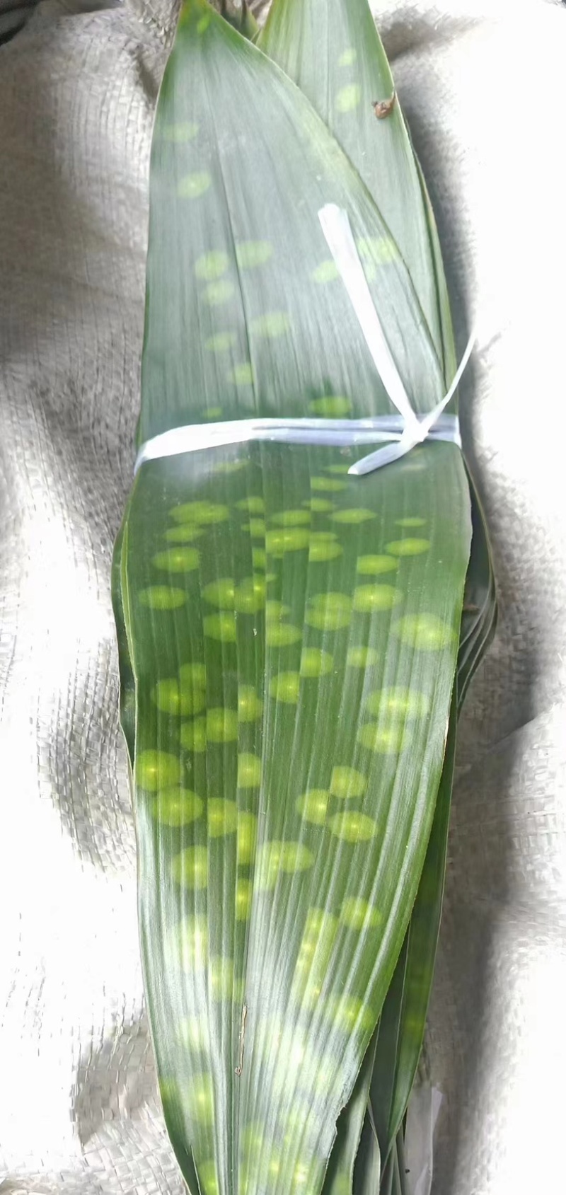【推荐】大铜钱花粽叶！粽叶大量上市产地实发