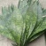 【推荐】大铜钱花粽叶！粽叶大量上市产地实发