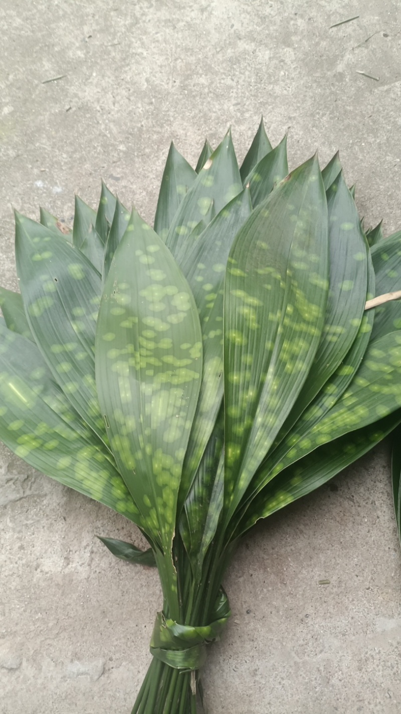 【推荐】大铜钱花粽叶！粽叶大量上市产地实发