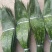 【推荐】大铜钱花粽叶！粽叶大量上市产地实发
