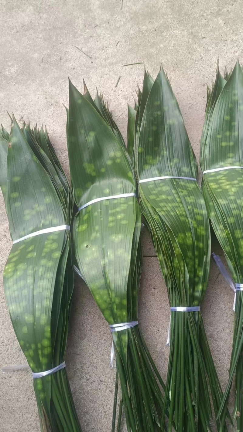 【推荐】大铜钱花粽叶！粽叶大量上市产地实发