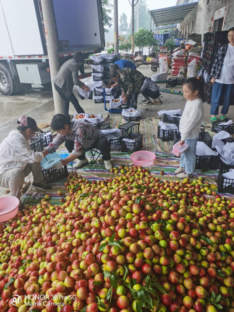 露天油桃金雷油桃曙光中油19杠3千年红产地直发！