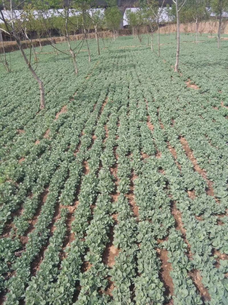 河北定州八宝景天草裸根营养杯绿化苗木护坡草花