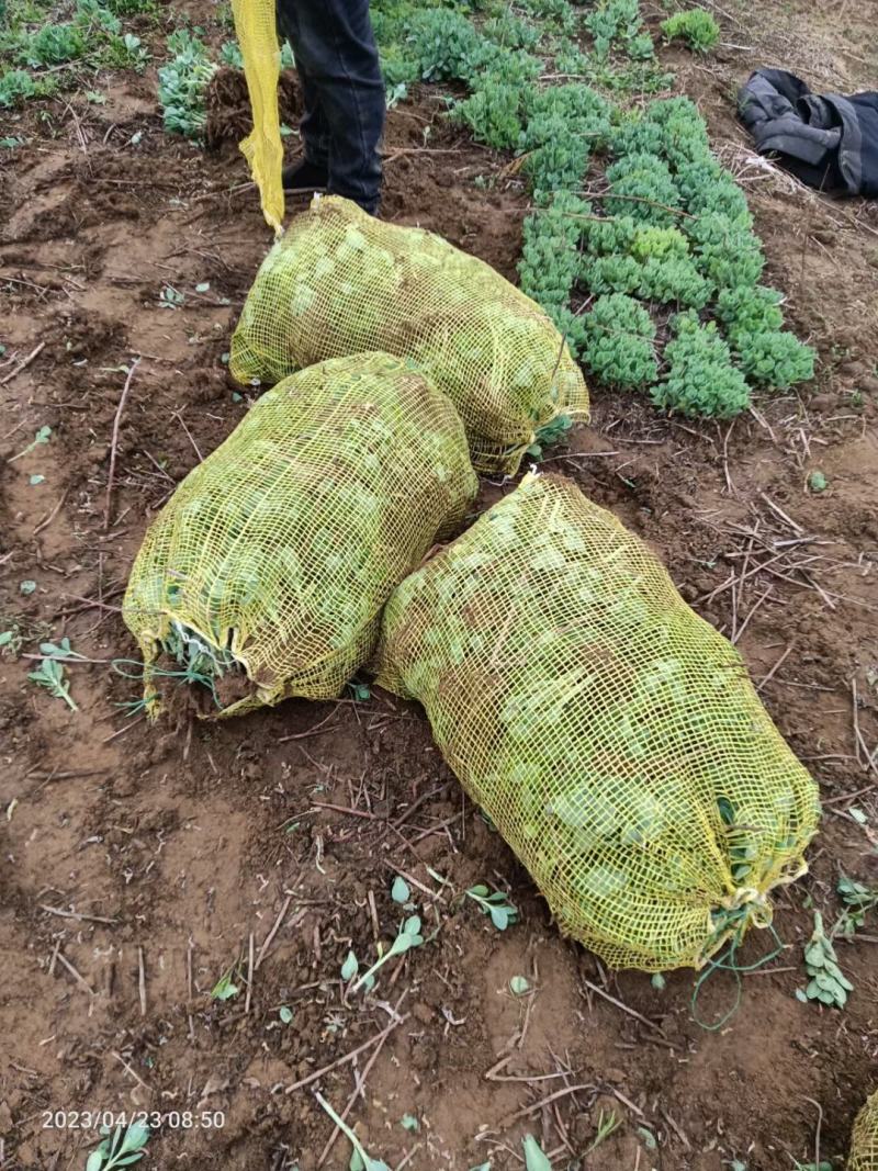 河北定州八宝景天草裸根营养杯绿化苗木护坡草花