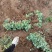 河北定州八宝景天草裸根营养杯绿化苗木护坡草花