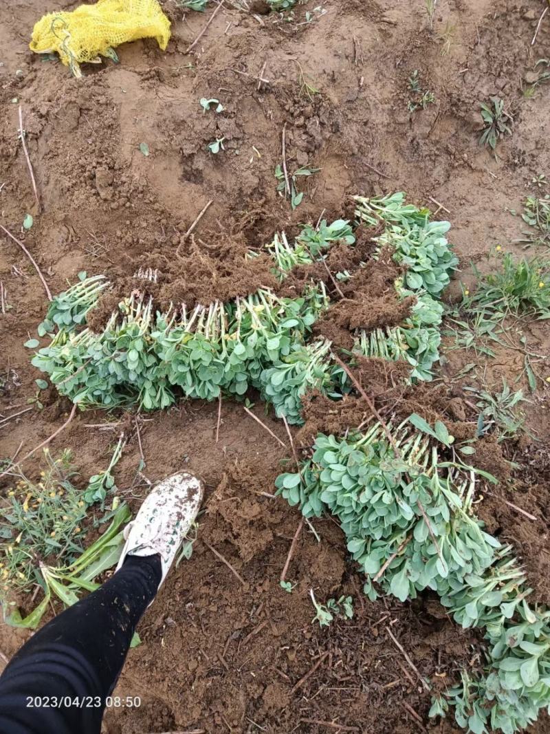 河北定州八宝景天草裸根营养杯绿化苗木护坡草花