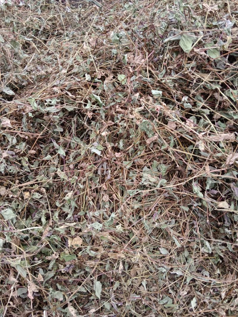 头花蓼贵州黔西南，100斤信卖，新产干货，质量保证。