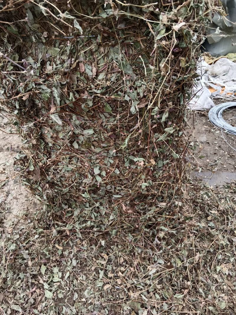 头花蓼贵州黔西南，100斤信卖，新产干货，质量保证。