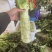 香格里拉莴笋掉价一千三四到一千六七一吨