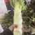 香格里拉莴笋掉价一千三四到一千六七一吨