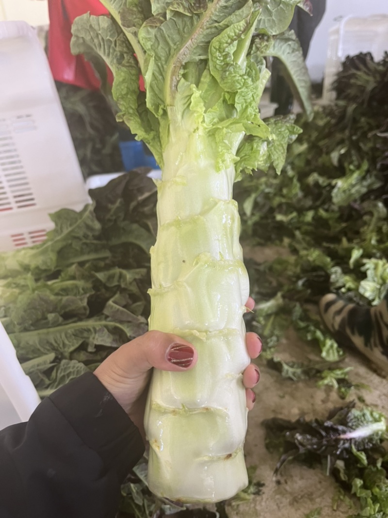 香格里拉莴笋掉价一千三四到一千六七一吨