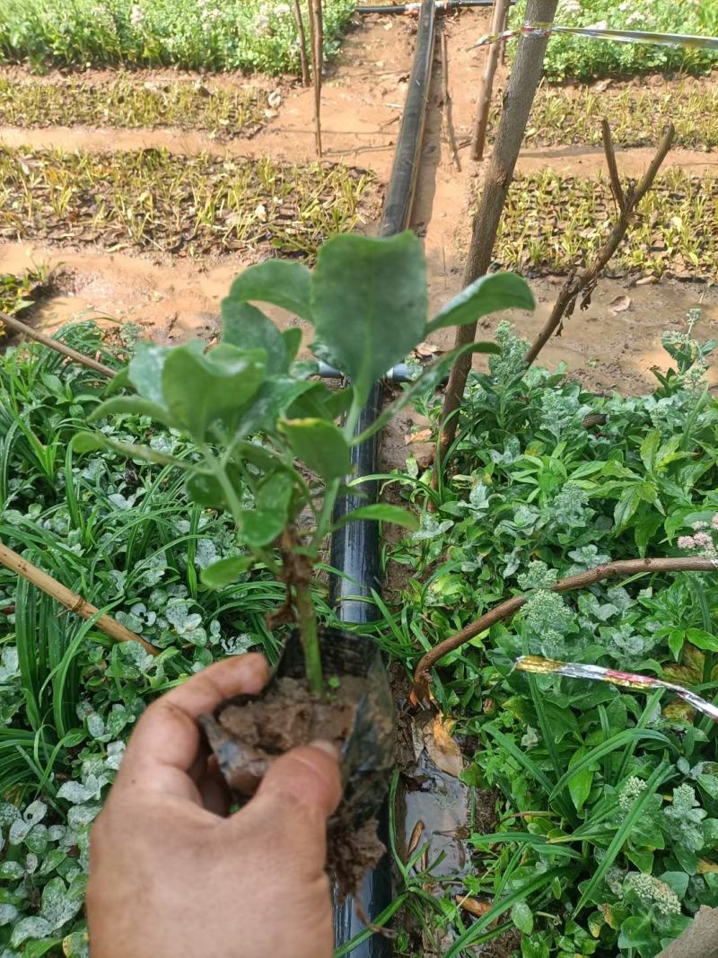 河北定州八宝景天草裸根营养杯绿化苗木护坡草花