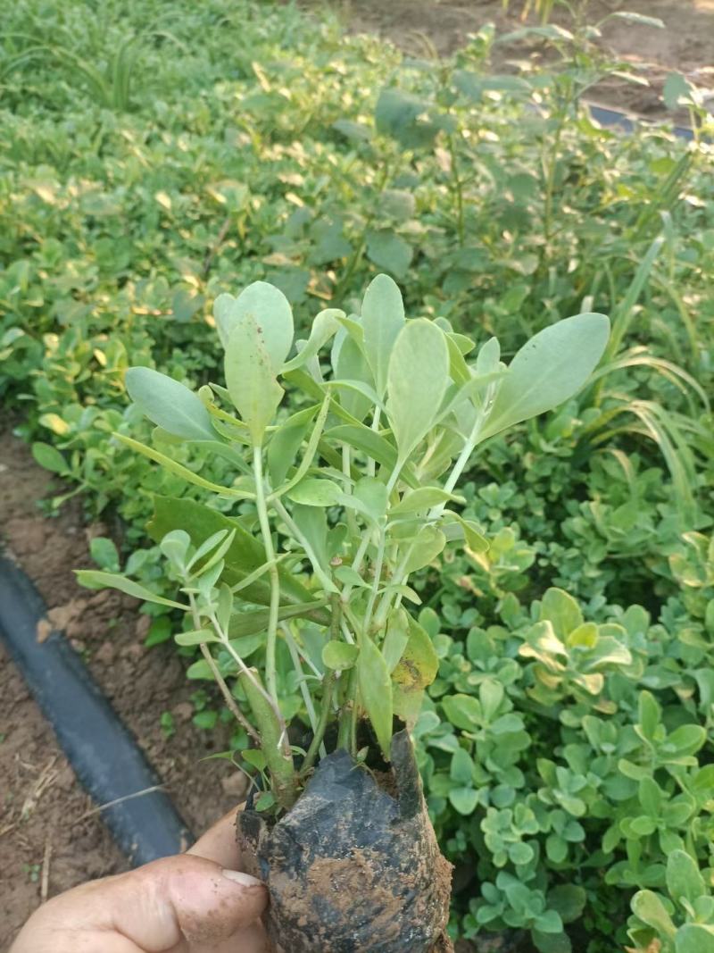 河北定州八宝景天草裸根营养杯绿化苗木护坡草花