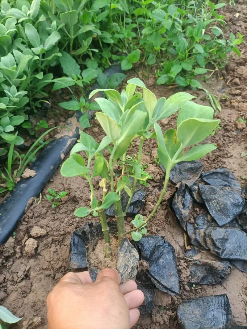 河北定州八宝景天草裸根营养杯绿化苗木护坡草花