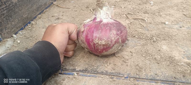 【复购高】河南紫皮洋葱，二红洋葱大量供应全国发货欢迎咨询