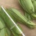 大量供应深山野生粽叶