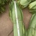 大量供应深山野生粽叶