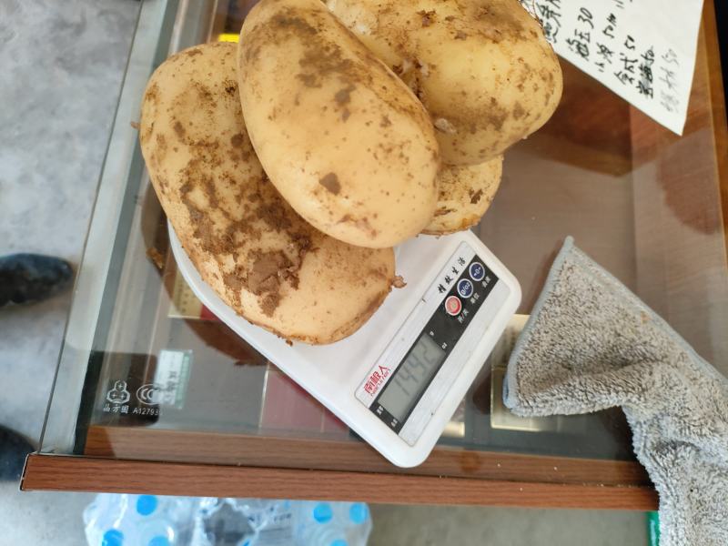 湖北襄阳土豆沃土5号土豆大量上市产地直发，量大从优