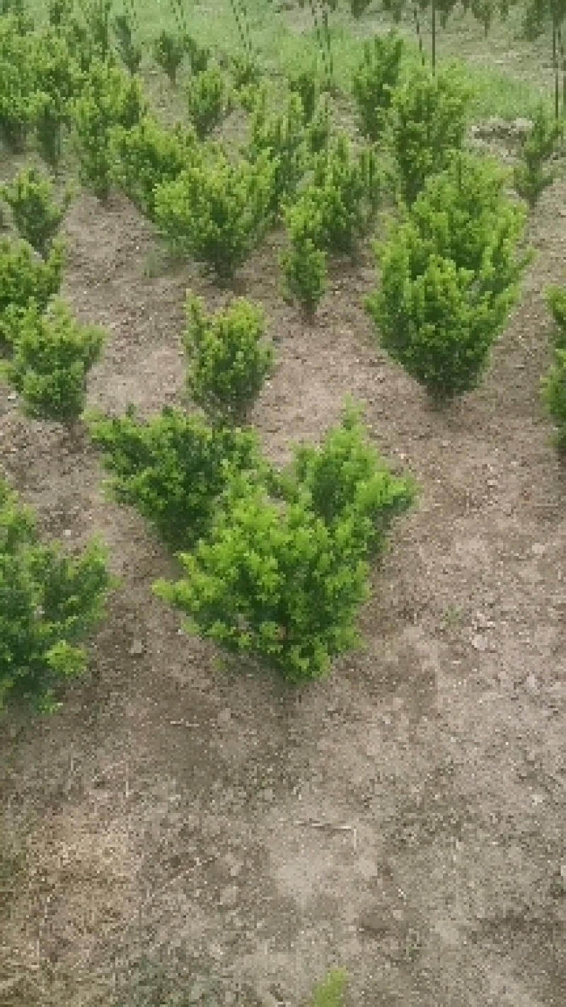 矮紫杉30.50厘米