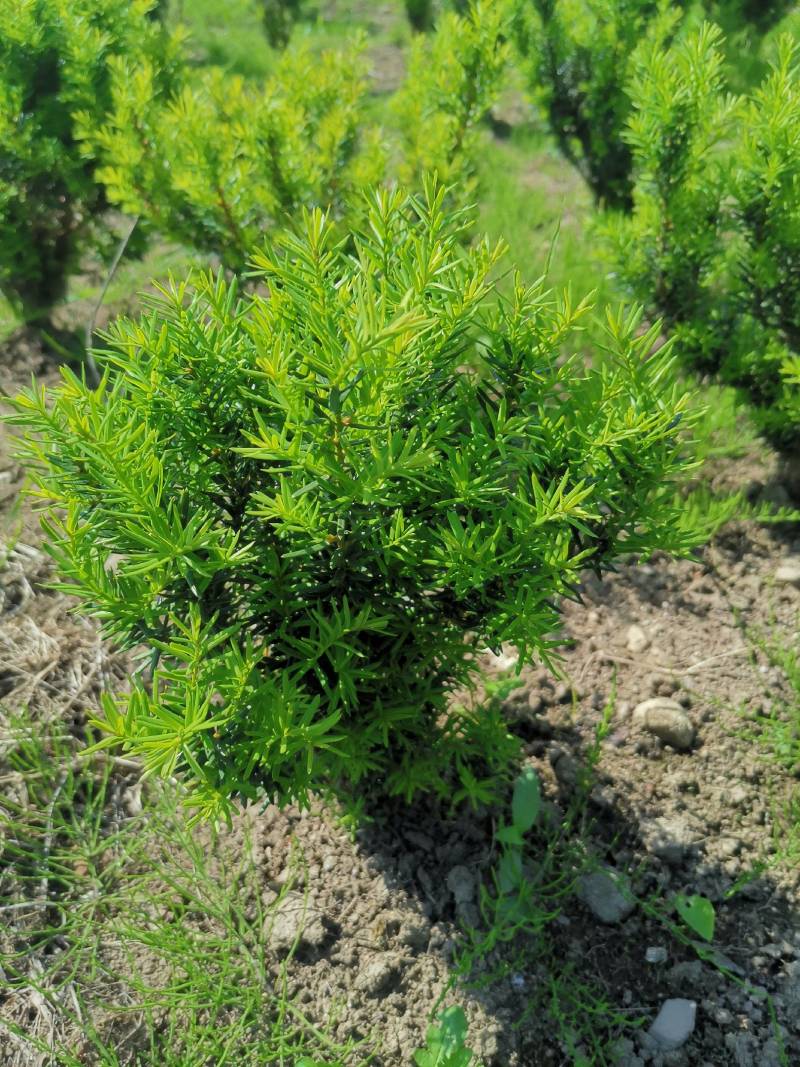 矮紫杉30.50厘米