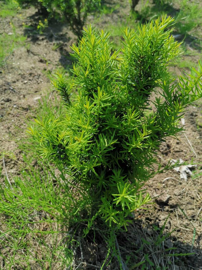 矮紫杉30.50厘米