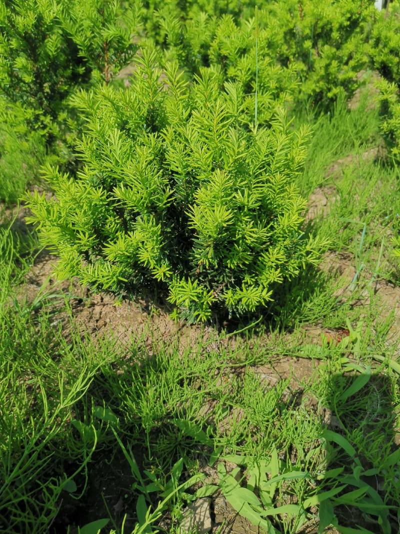 矮紫杉30.50厘米