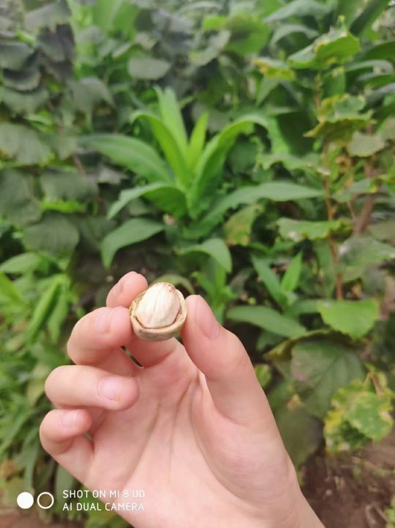 一件带发新鲜大榛子达维玉坠平欧鲜榛子，产地大量有货。