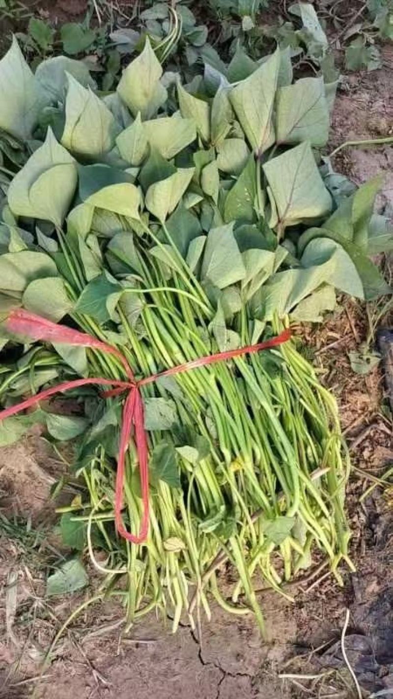 济薯26红薯苗
