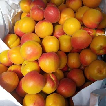 丰园红甜杏大量供应，货源充足！山东省临沂市沂水县