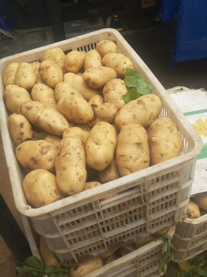 通许荷兰十五大量上市中承接商超社团电商供货代收代发