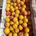 丰园红甜杏大量供应，货源充足！山东省临沂市沂水县
