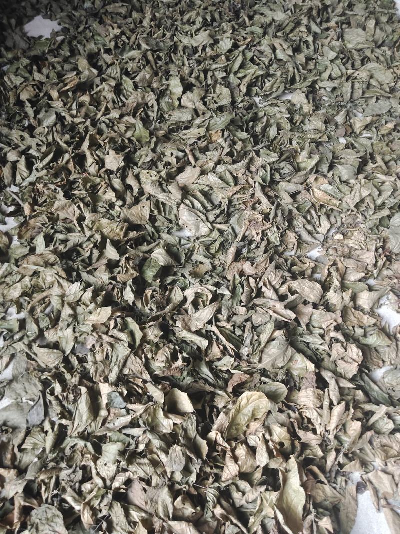纯野生破布叶、布渣叶量大优惠欢迎各位老板下单