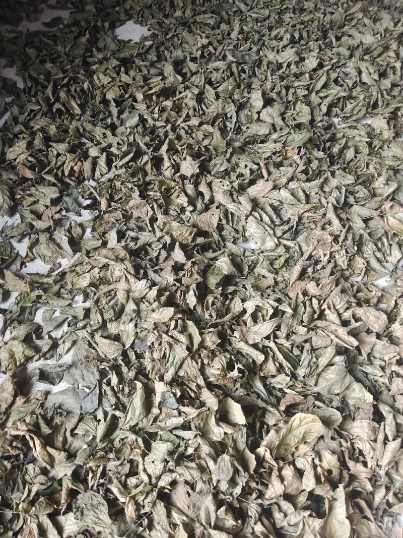 纯野生破布叶、布渣叶量大优惠欢迎各位老板下单