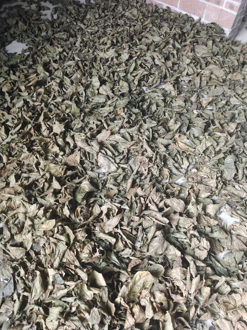 纯野生破布叶、布渣叶量大优惠欢迎各位老板下单