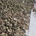 纯野生破布叶、布渣叶量大优惠欢迎各位老板下单