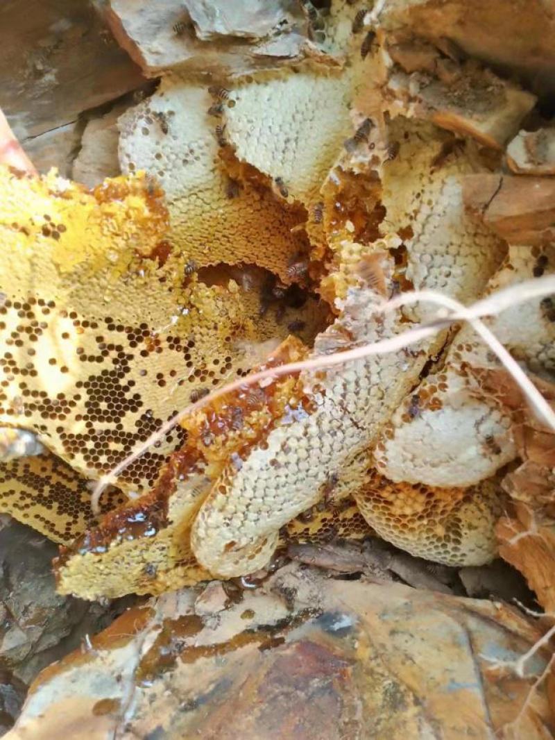 野生蜂蜜农家土蜂蜜质量保证量大优惠欢迎来电咨询