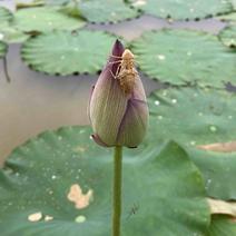 莲蓬水果，莲蓬，荷花，荷叶，莲花，莲叶。