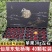 仙居杨梅皇新鲜正宗浙江东魁杨梅当季水果鲜果现摘现发特大果