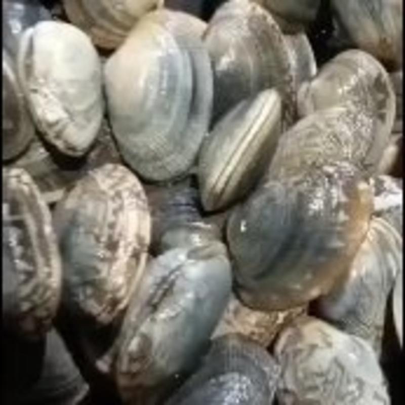 辽宁东港三禾水产精品花蛤，大量新鲜供货，对接电商批发