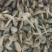 辽宁东港三禾水产精品花蛤，大量新鲜供货，对接电商批发