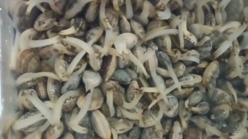 辽宁东港三禾水产精品花蛤，大量新鲜供货，对接电商批发
