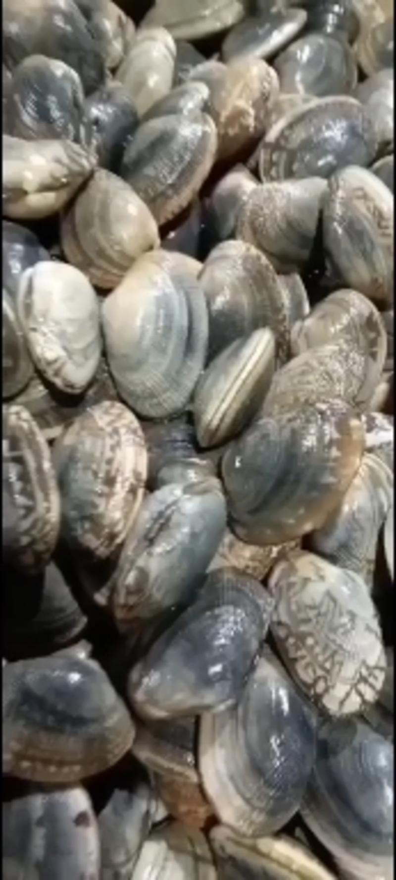 辽宁东港三禾水产精品花蛤，大量新鲜供货，对接电商批发