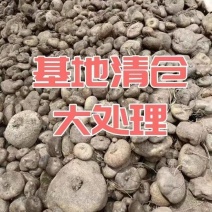 云南山乌龟红藤绿藤大量现货，基地直发