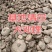 云南山乌龟红藤绿藤大量现货，基地直发