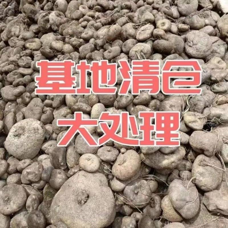 云南山乌龟红藤绿藤大量现货，基地直发
