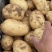 精品土豆，货源充足，基地直发，量大优惠，实力代办