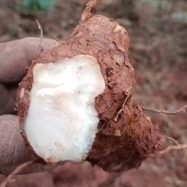 野生新鲜白肉土茯苓